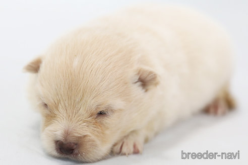 成約済の神奈川県のポメラニアン-313794の1枚目